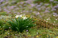 Pancratium illyricum