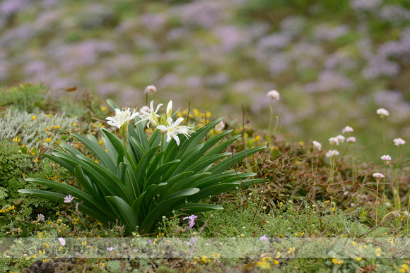 Pancratium illyricum