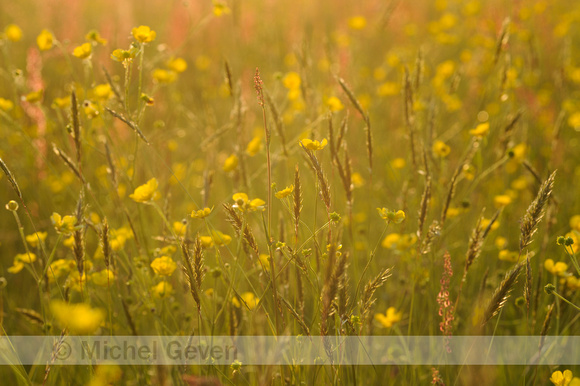 Gewoon Reukgras; Sweet Vernal-grass; Anthoxanthum odoratum;