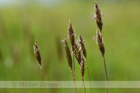 Gewoon Reukgras; Sweet vernal grass; Anthoxanthum odoratum
