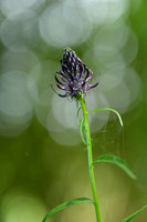 Zwartblauwe Rapunzel; Black Rampion; Phyteuma spicatum subsp. ni