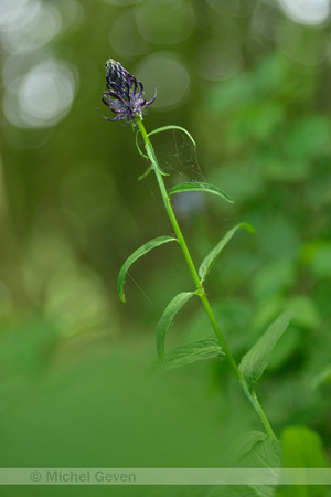 Zwartblauwe Rapunzel; Black Rampion; Phyteuma spicatum subsp. ni