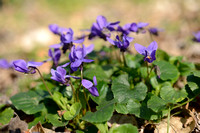 Maarts viooltje; Sweet Violet; Viola odorata;