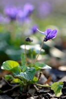 Maarts viooltje; Sweet Violet; Viola odorata;