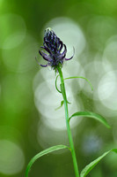 Zwartblauwe Rapunzel; Black Rampion; Phyteuma spicatum subsp. ni