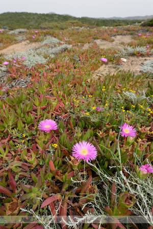 Carpobrotus acinaciformis