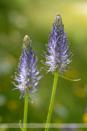 Zwartblauwe Rapunzel; Black Rampion; Phyteuma spicatum