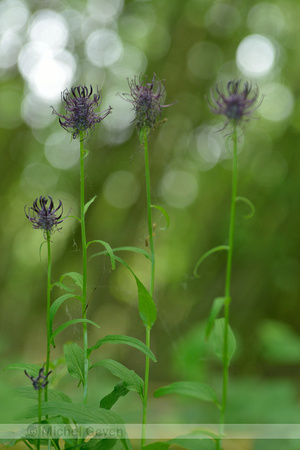 Zwartblauwe Rapunzel; Black Rampion; Phyteuma spicatum subsp. ni