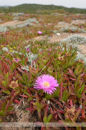 Carpobrotus acinaciformis