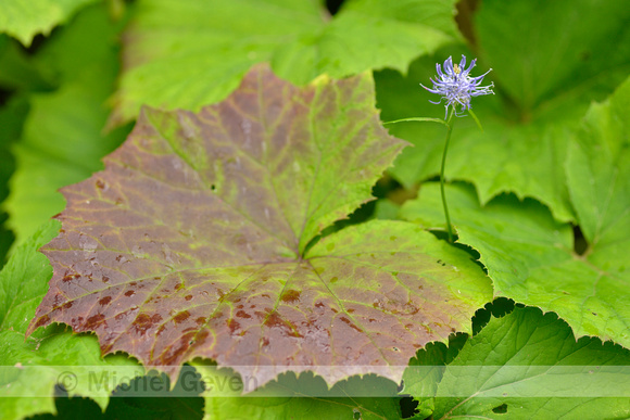 Zwartblauwe Rapunzel; Black Rampion; Phyteuma spicatum