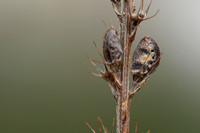 Onobrychis saxatillis