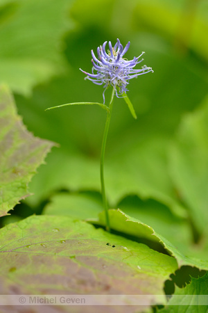 Zwartblauwe Rapunzel; Black Rampion; Phyteuma spicatum