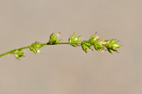 Groene bermzegge; Grey Sedge; Carex divulsa