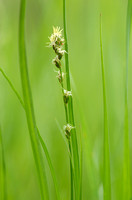 Groene Bermzegge; Grey Sedge; Carex divulsa