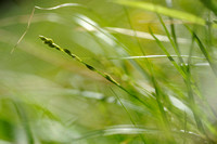 Groene Bermzegge; Grey Sedge; Carex divulsa;