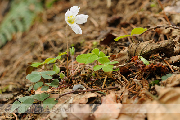 Witte Klaverzuring; Wood-sorrel; Oxalis acetosella;