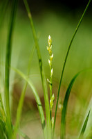 Groene Bermzegge - Grey Sedge - Carex divulsa