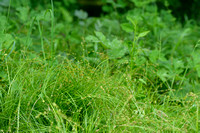 Groene bermzegge; Grey Sedge; Carex divulsa