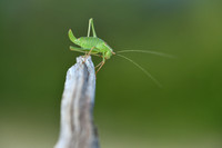 Struiksprinkhaan - Speckled Bush-cricket - Leptophyes punctatissima