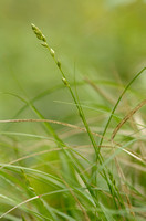 Groene Bermzegge; Grey Sedge; Carex divulsa
