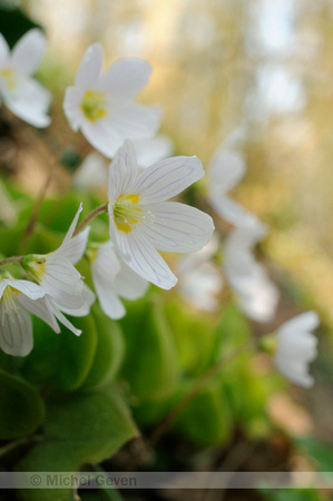 Witte Klaverzuring; Wood-sorrel; Oxalis acetosella;