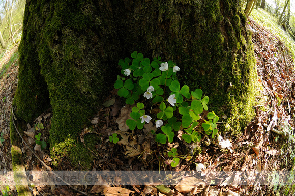 Witte Klaverzuring; Wood-sorrel; Oxalis acetosella;