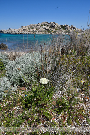 Klifpeen; Sea Carrot; Daucus carota subsp. gummifer