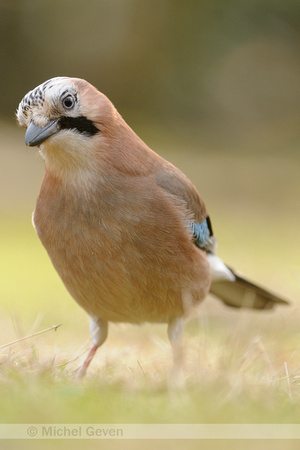 Gaai; Jay; Garrulus glandarius;