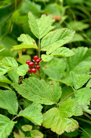 Steenbraam - Stone Bramble - Rubus saxatilis