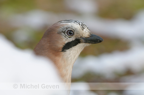 Gaai; Jay; Garrulus glandarius