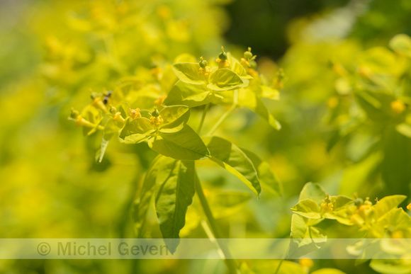 Carnian Spurge; Carniolan spurge; Euphorbia carniolica