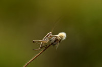 Tweekleurige kreupelhoutsabel; Raymond's Bush-cricket; Yersinell frie