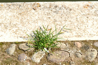 Plat handjesgras - Yard-grass - Eleusine indica
