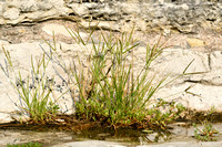 Plat handjesgras; Yard-grass; Eleusine indica
