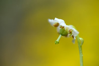 Eenbloemig wintergroen; One-flowered wintergreen; Moneses uniflo