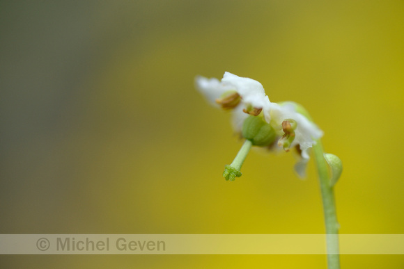 Eenbloemig wintergroen; One-flowered wintergreen; Moneses uniflo