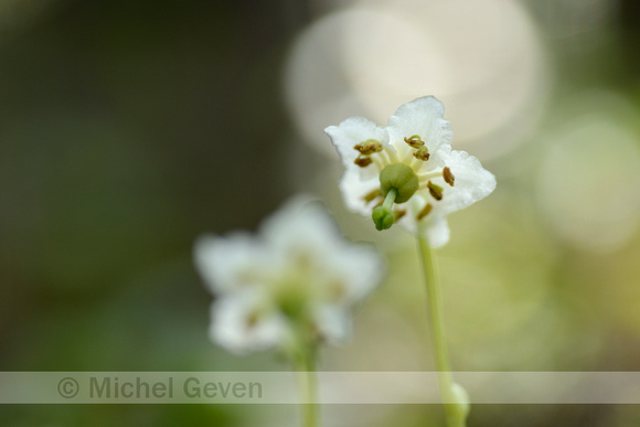 Eenbloemig wintergroen; One-flowered wintergreen; Moneses uniflo