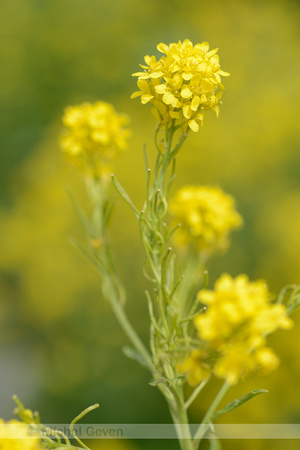 Oostenrijkse Raket; Jeweled Rocket; Sisymbrium austriacum subsp.