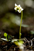 Eenbloemig wintergroen - One-flowered wintergreen - Moneses uniflora
