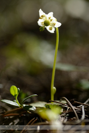 Eenbloemig wintergroen; One-flowered wintergreen; Moneses uniflo