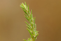 Groot knarkruid - Giant needleleaf - Polycnemum majus