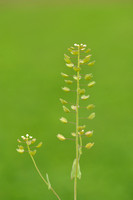 Doorgroeide Boerenkers; Cotswold pennycress; Thlaspi perfoliatum