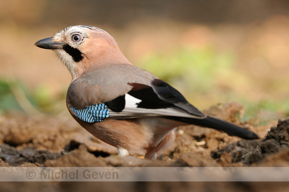 Gaai; Jay; Garrulus glandarius;