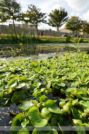 Waterhyacint; Water hyacinth; Eichhornia crassipes