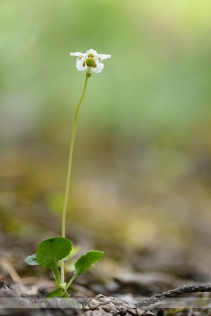 Eenbloemig wintergroen; One-flowered wintergreen; Moneses uniflo