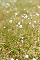 Eenarig wollegras; Hare's-tail cottongrass; Eriophorum vaginatum