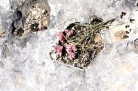 Red stonecrop; Sedum rubens