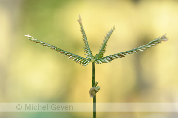 Plat handjesgras; Yard-grass; Eleusine indica