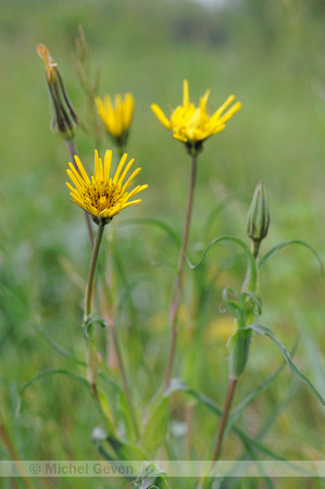 Oosterse Morgenster; Tragopogon pratensis; Oriental Salsify