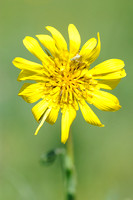 Oosterse Morgenster; Tragopogon pratensis; Oriental Salsify